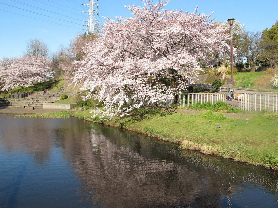 岸根公園_篠原池.jpg