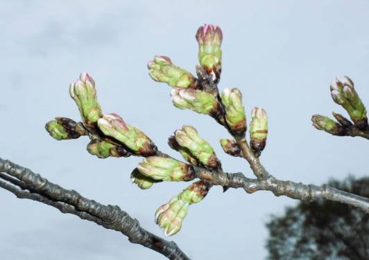 0319桜状況（岸根）つぼみ.jpg