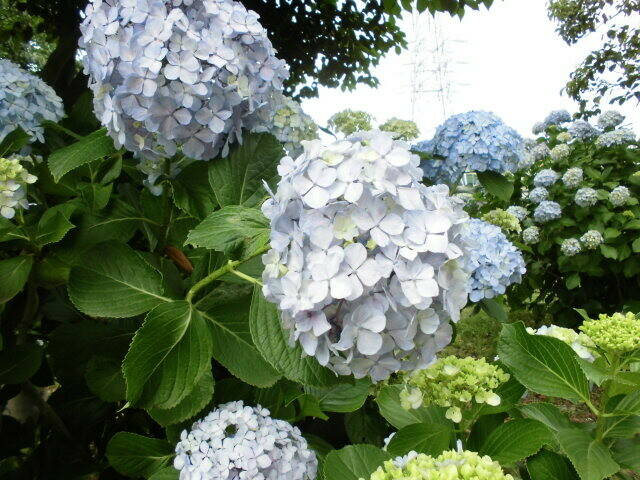 白いアジサイの写真.jpg