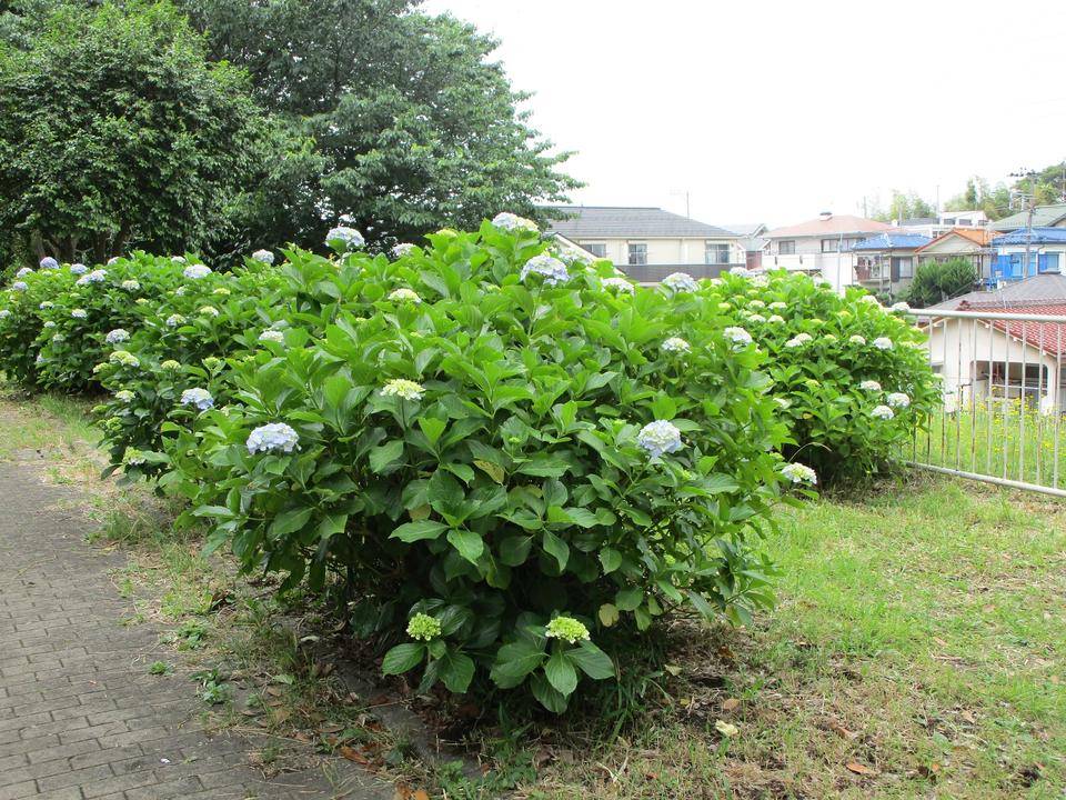 アジサイ (2).jpg