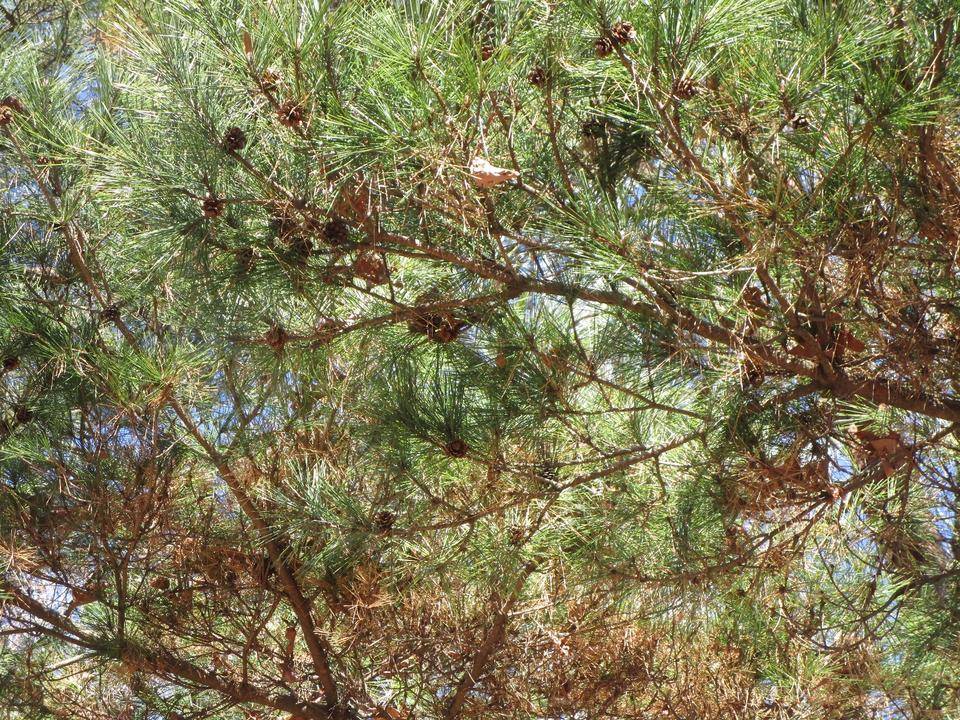 松ぼくり (2).jpg