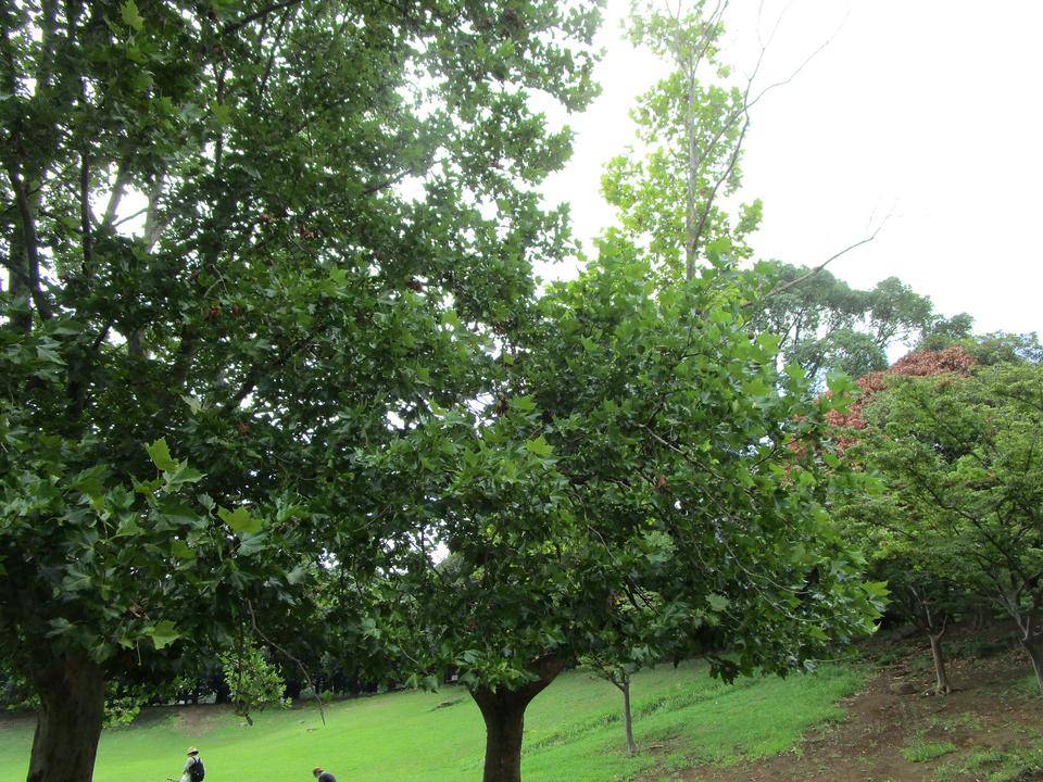 プラタナス (3).jpg