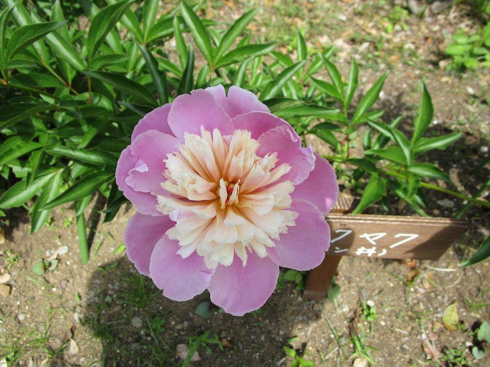 シャクヤク (2).jpg