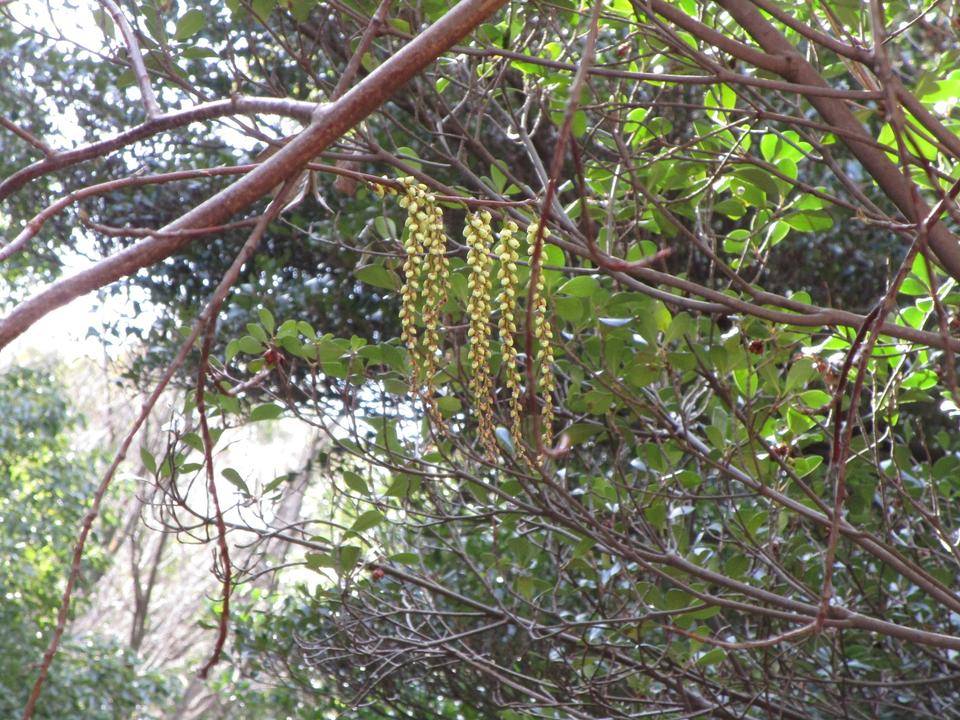 木五倍子 (2).jpg