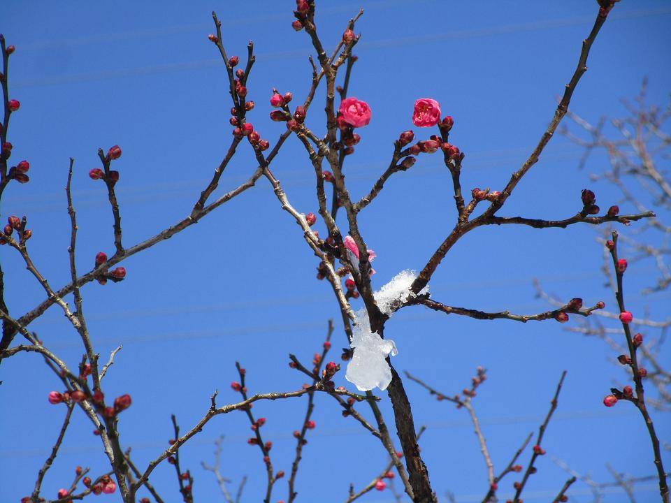 耐雪梅花麗 ブログ 岸根公園公式サイト 公益財団法人 横浜市緑の協会