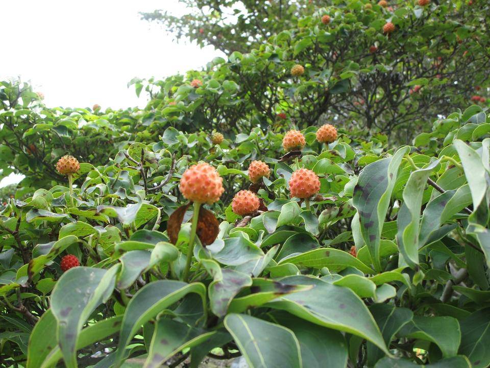 ヤマボウシ (3).jpg