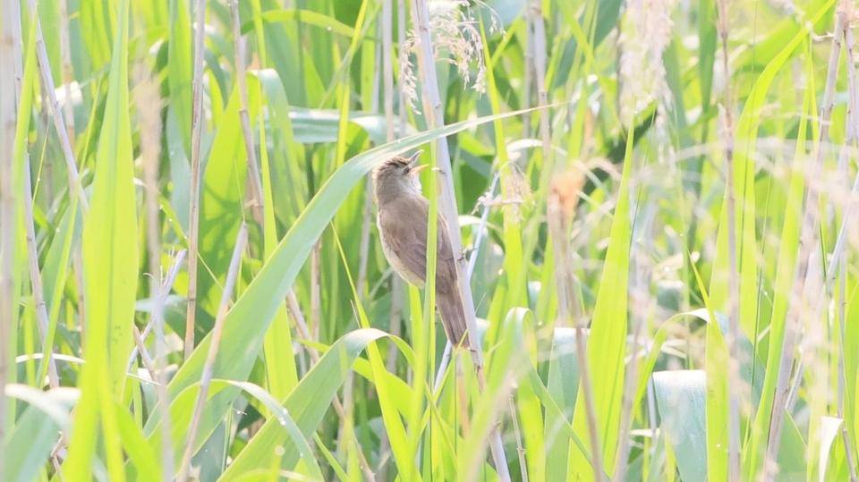 オオヨシキリ (2).jpg