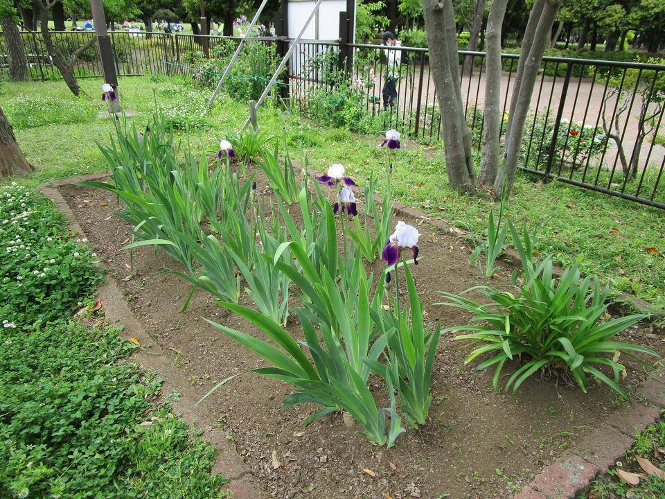 ジャーマンアイリス ドイツアヤメ ブログ 岸根公園公式サイト 公益財団法人 横浜市緑の協会