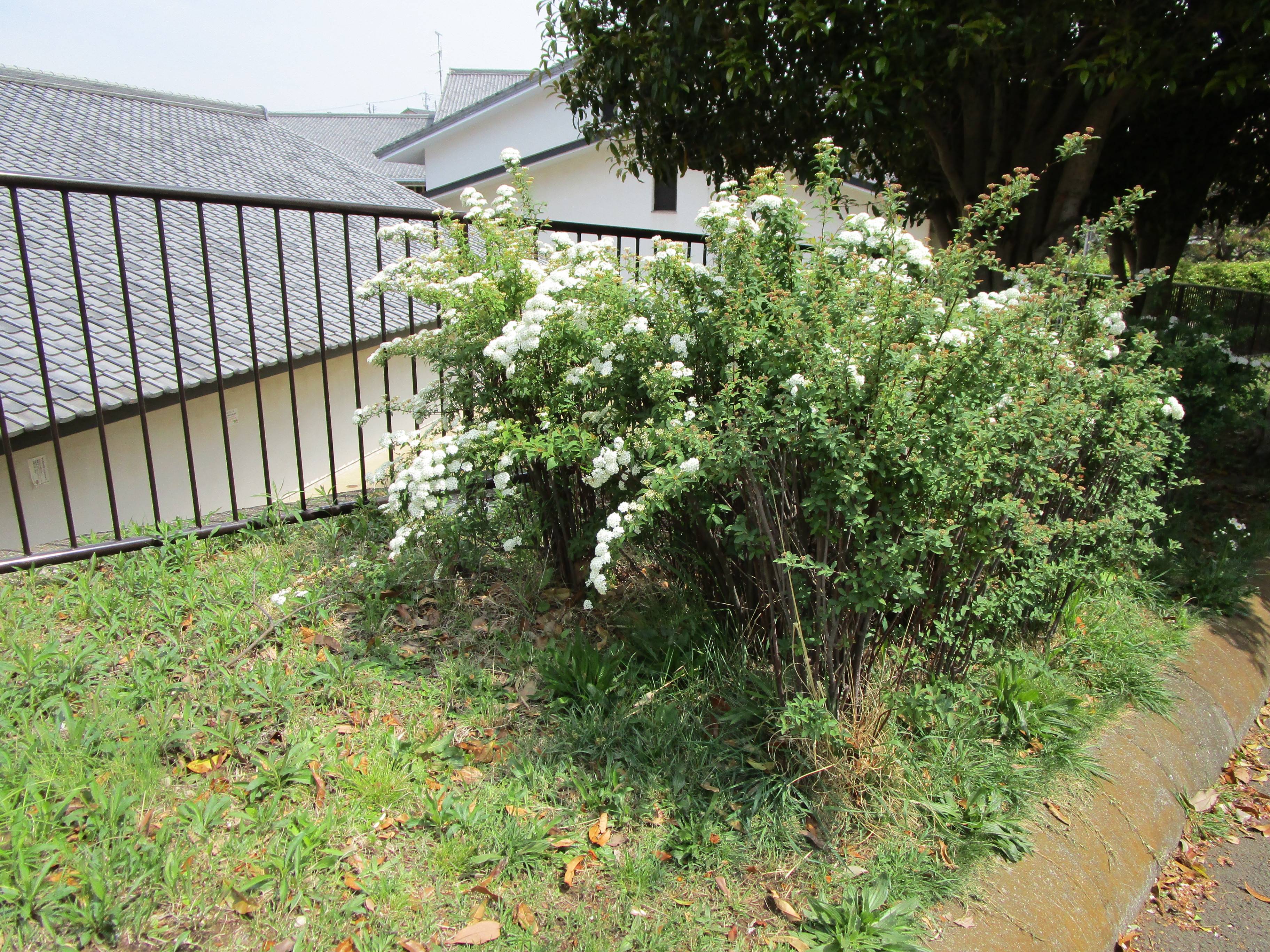 コデマリ 小手毬 ブログ 岸根公園公式サイト 公益財団法人 横浜市緑の協会