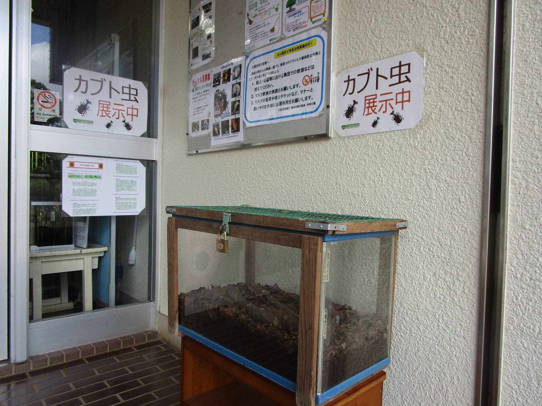 カブト虫展示 (2).jpg