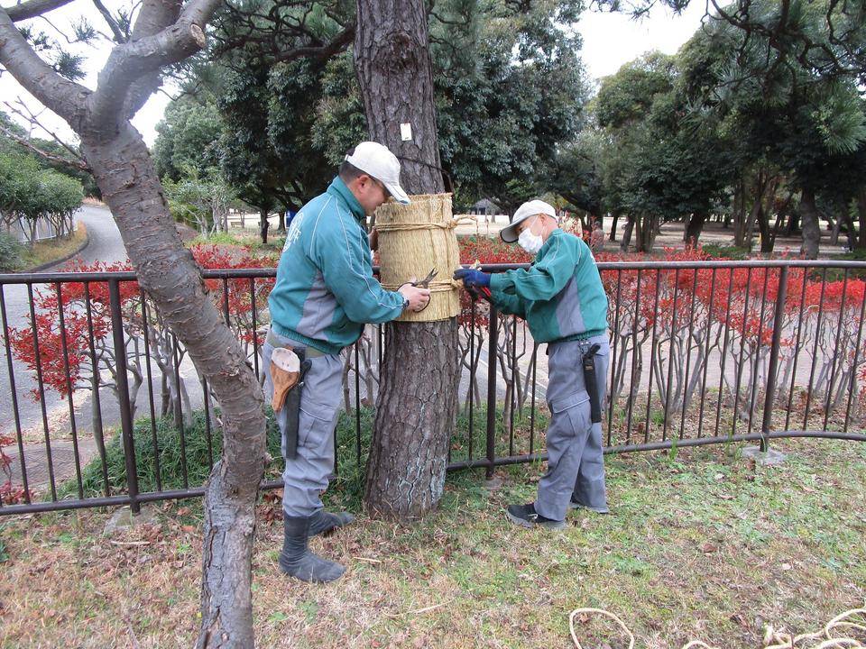 こも巻き (3).jpg