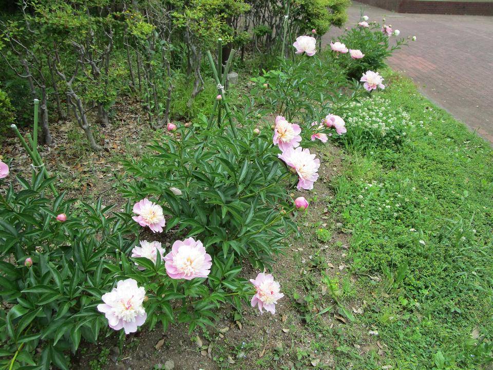 シャクヤク (3).jpg