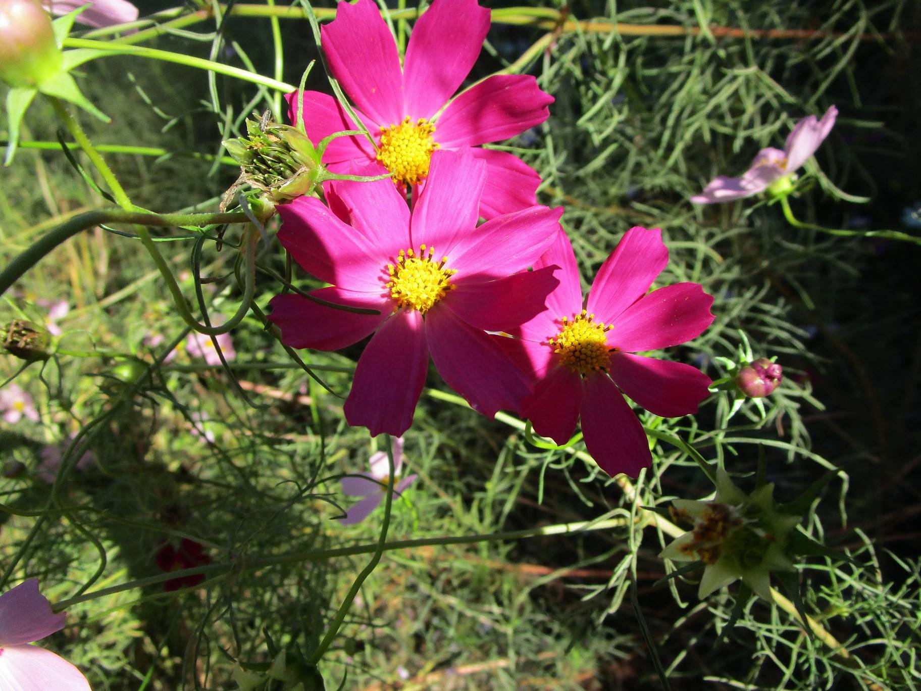 コスモス (4).jpg