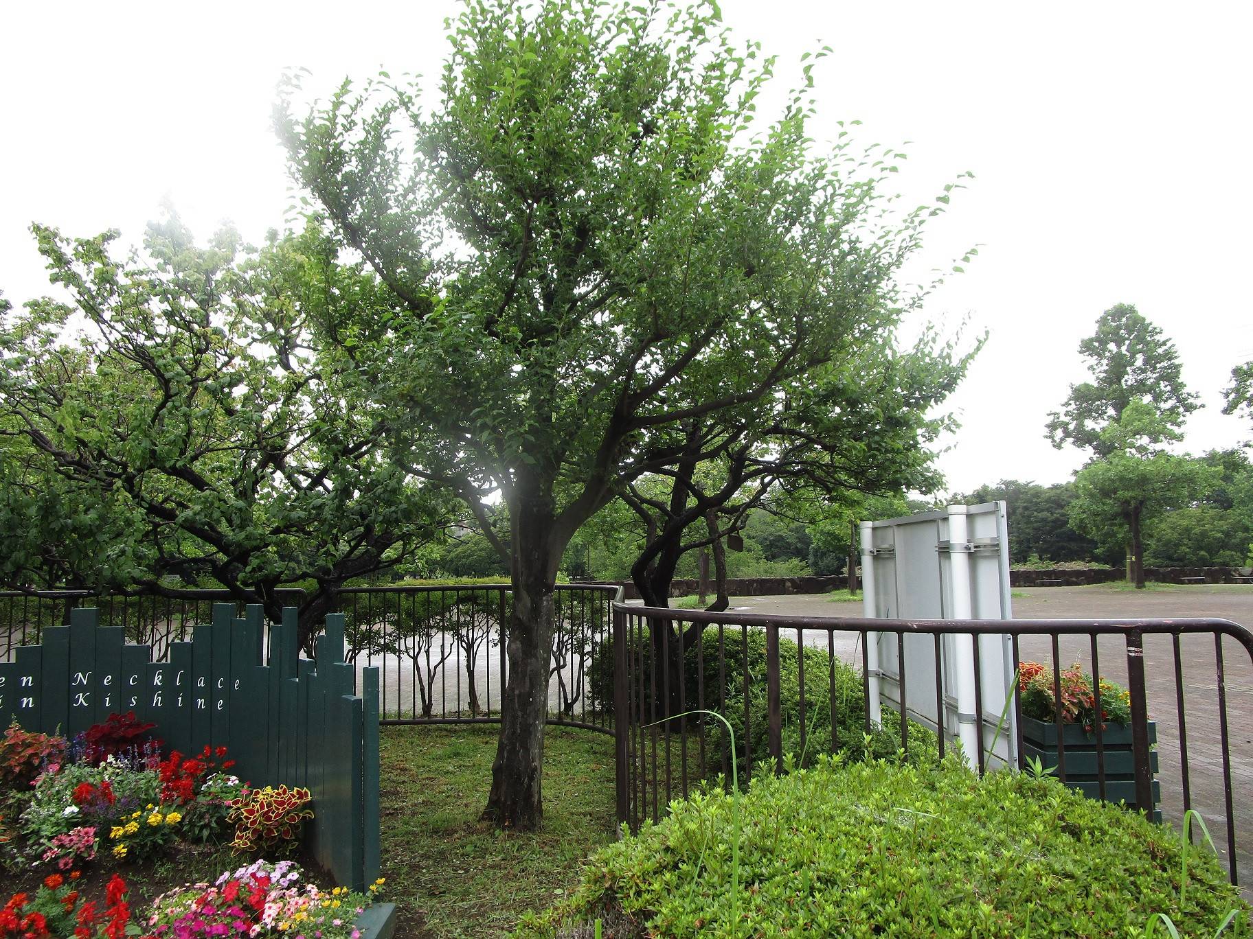 エゴノキの実 ブログ 岸根公園公式サイト 公益財団法人 横浜市緑の協会