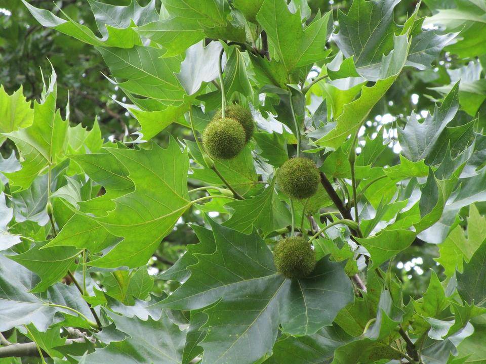 プラタナス (2).jpg