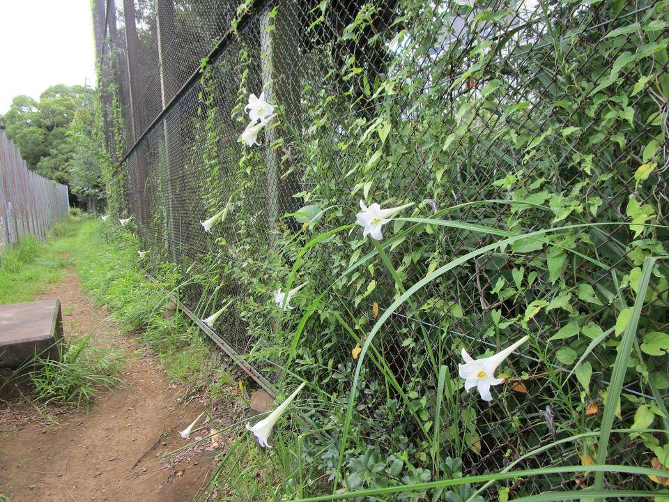 タカサゴユリ (3).jpg