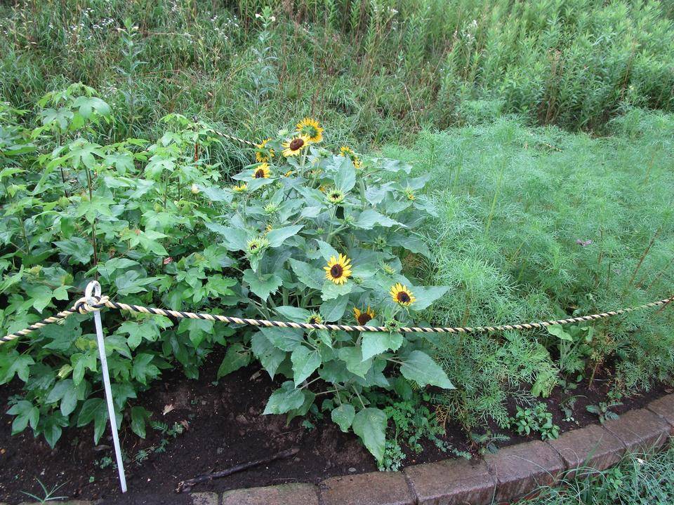 ミニヒマワリ (3).jpg