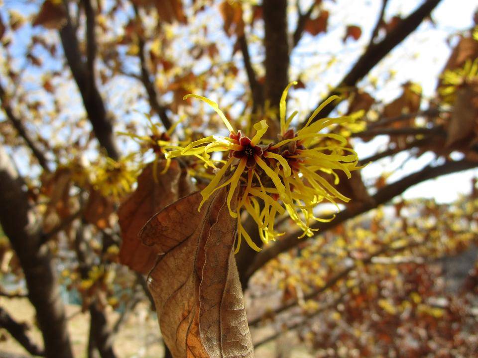 マンサク (4).jpg