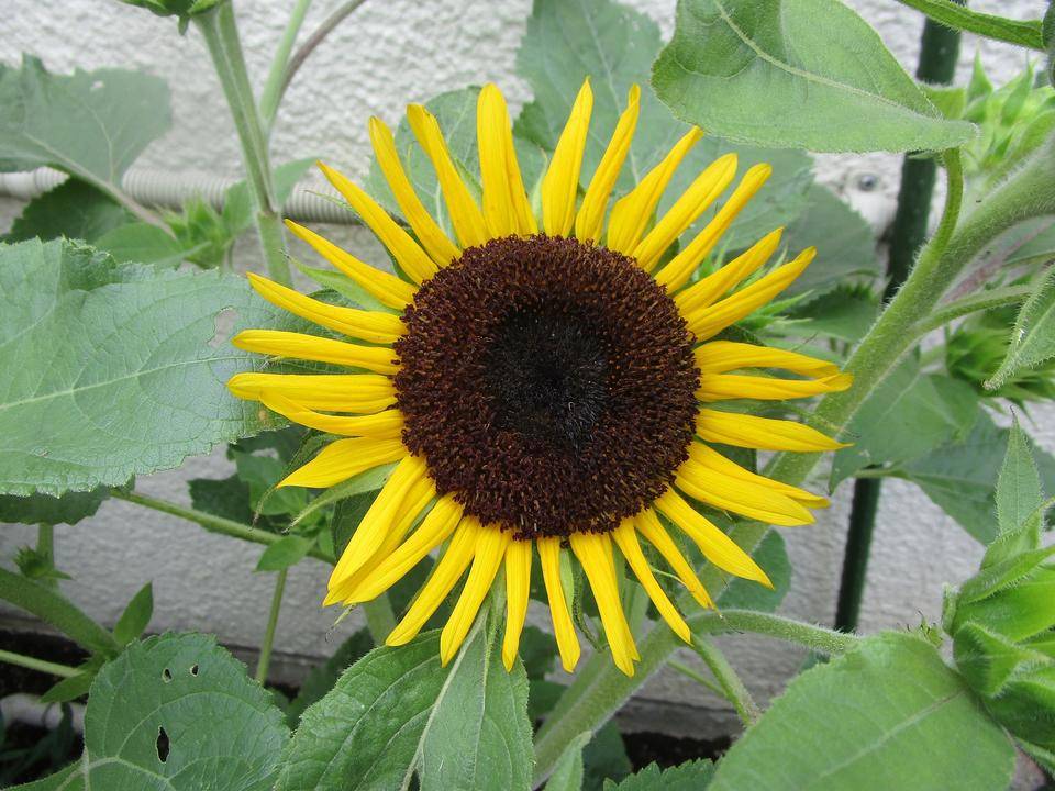 ミニヒマワリ (2).jpg