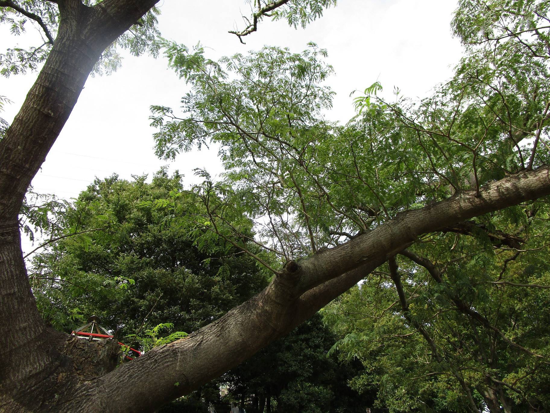 ネムノキ (3).jpg