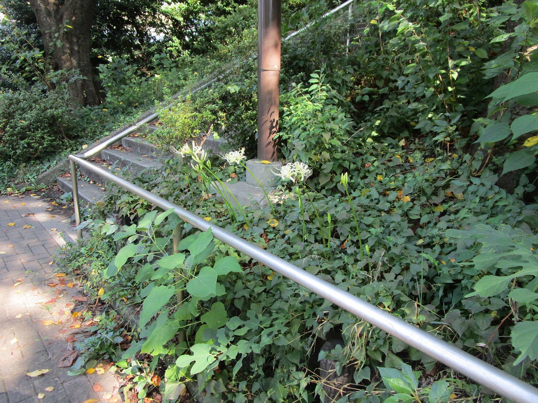 白い彼岸花 (3).jpg