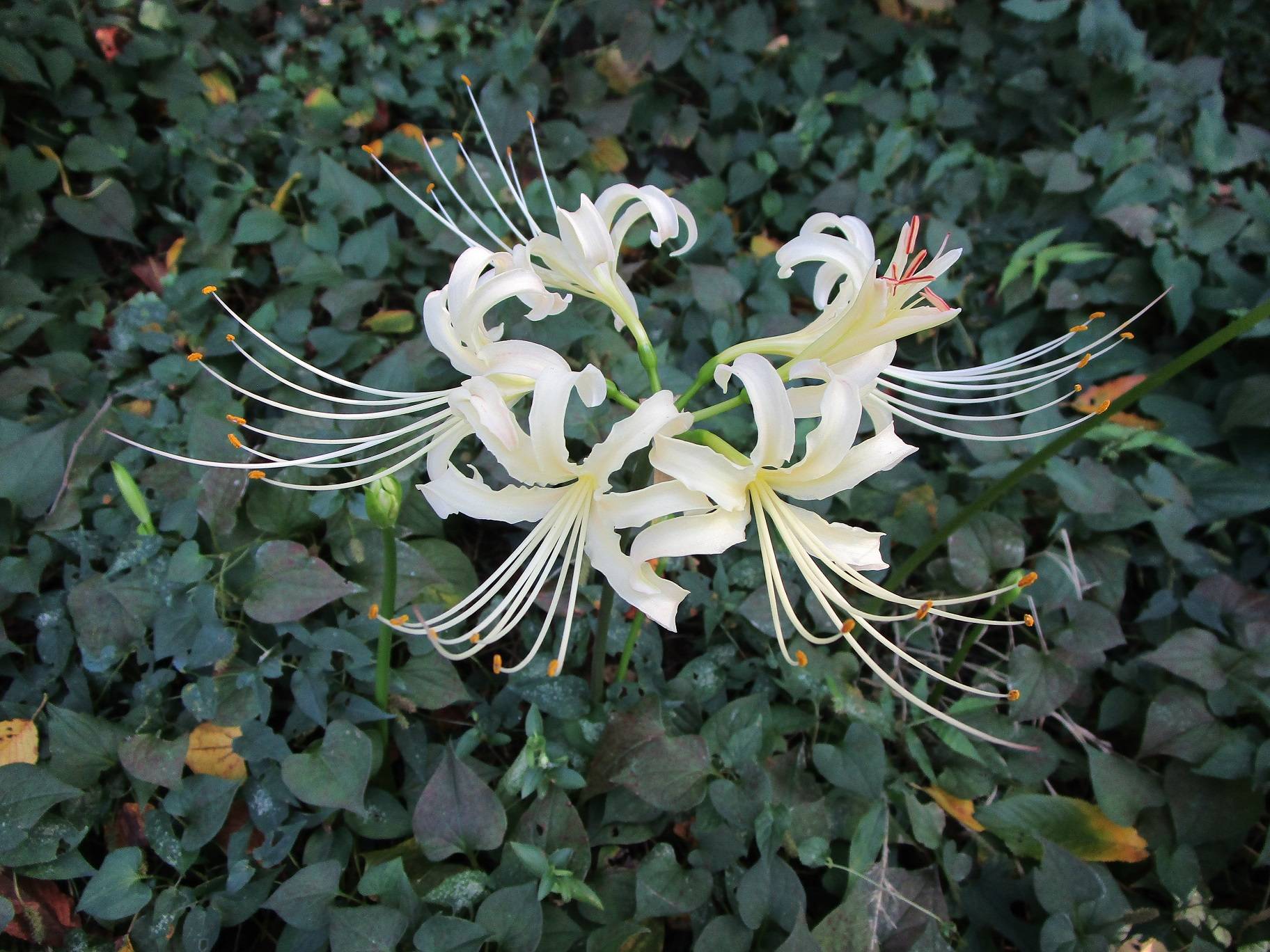 白い彼岸花 (2).jpg