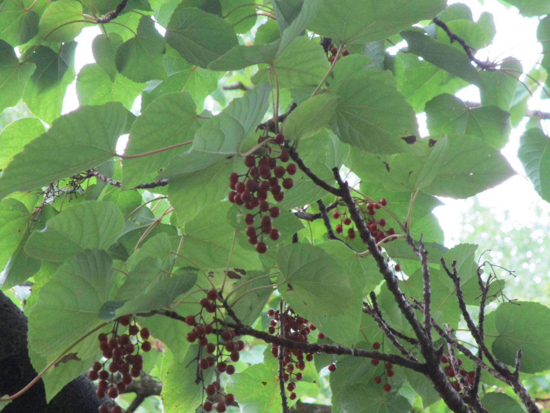 イイギリ (1).jpg