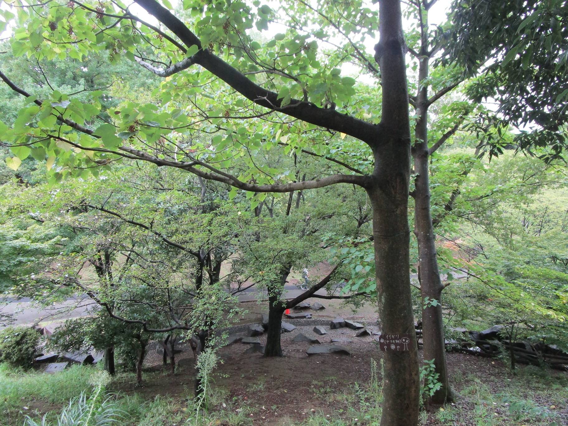 イイギリ (2).jpg