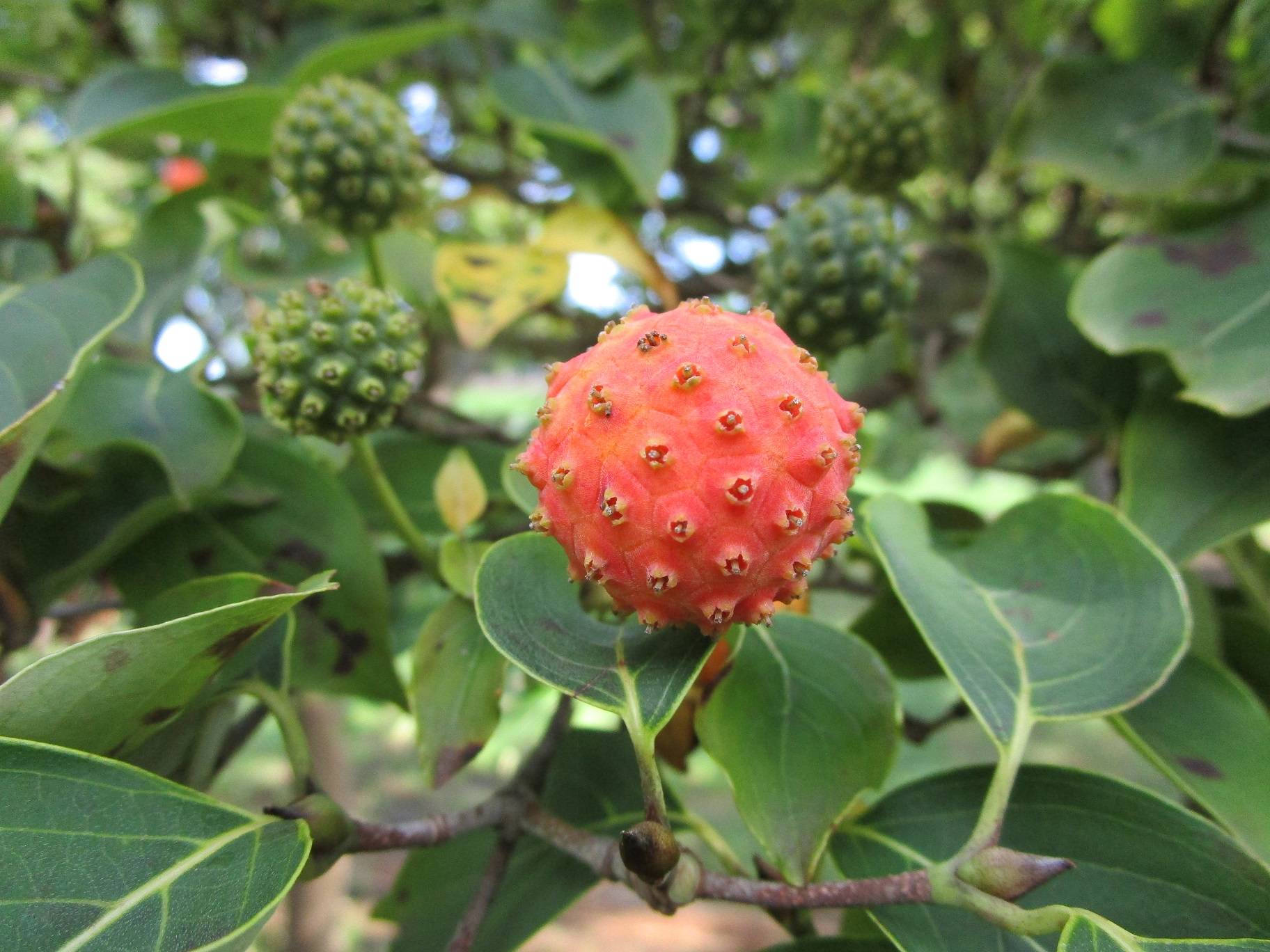 ヤマボウシ (2).jpg