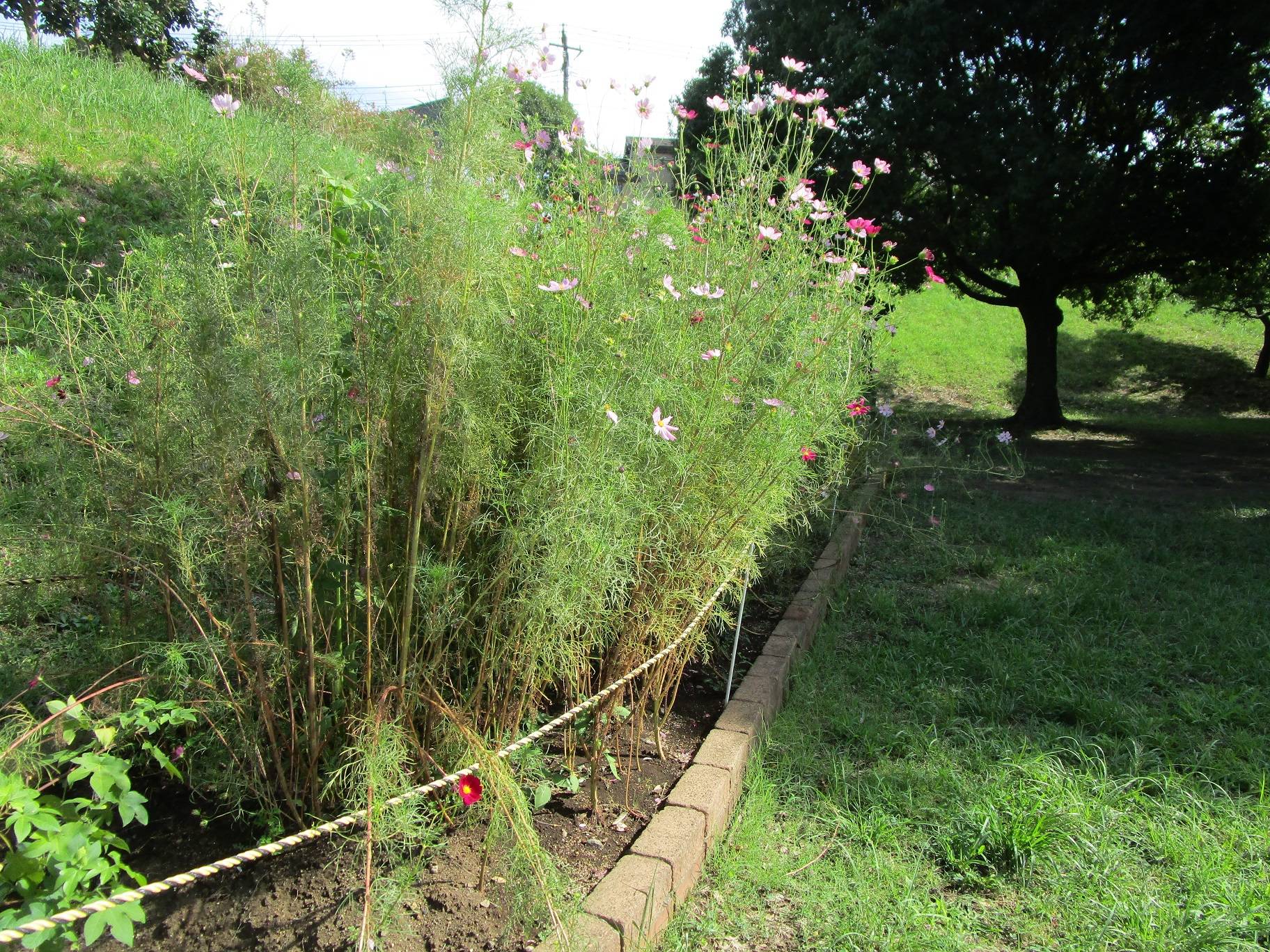 コスモス (3).jpg