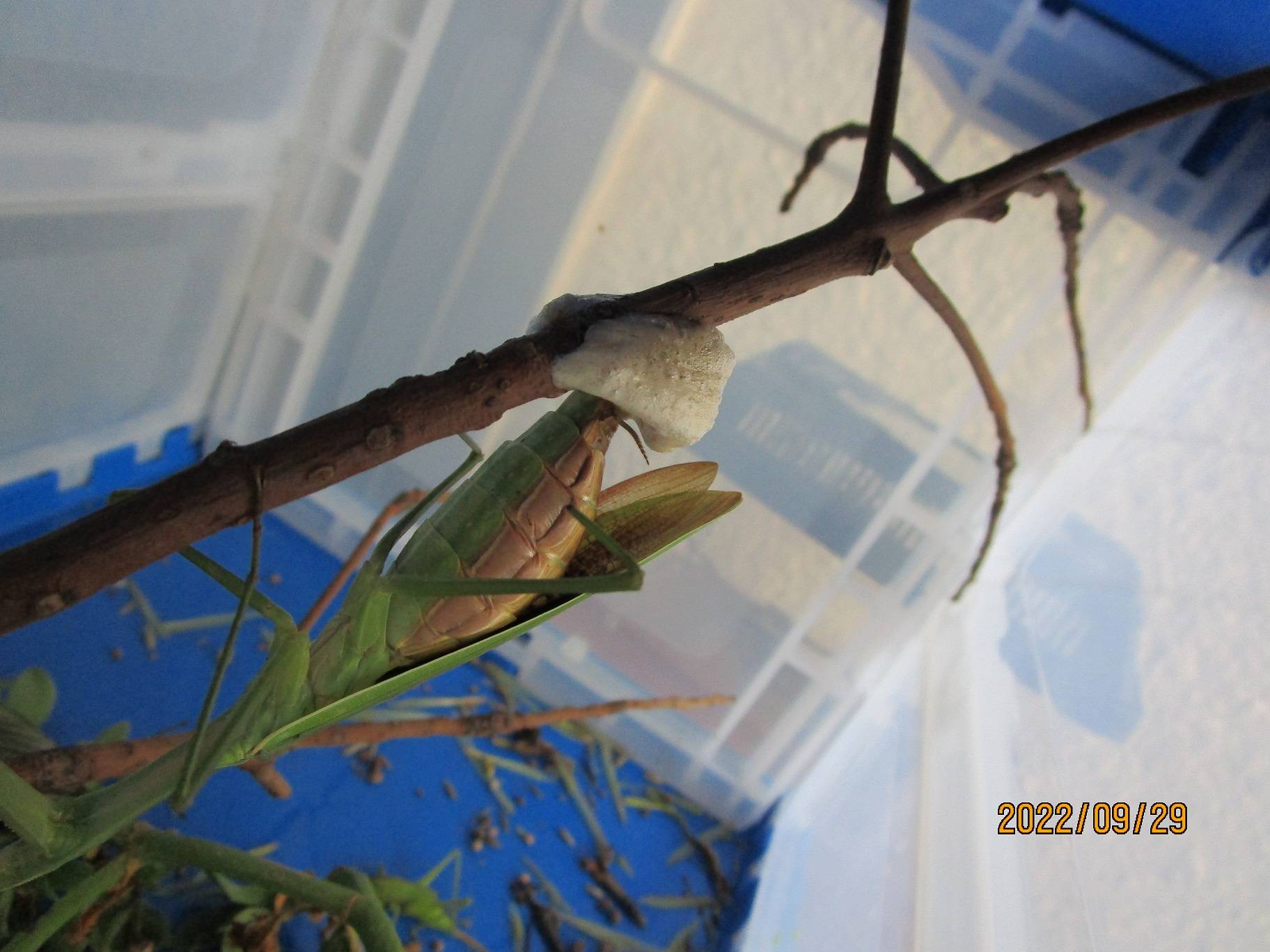 カマキリ産卵 (2).jpg