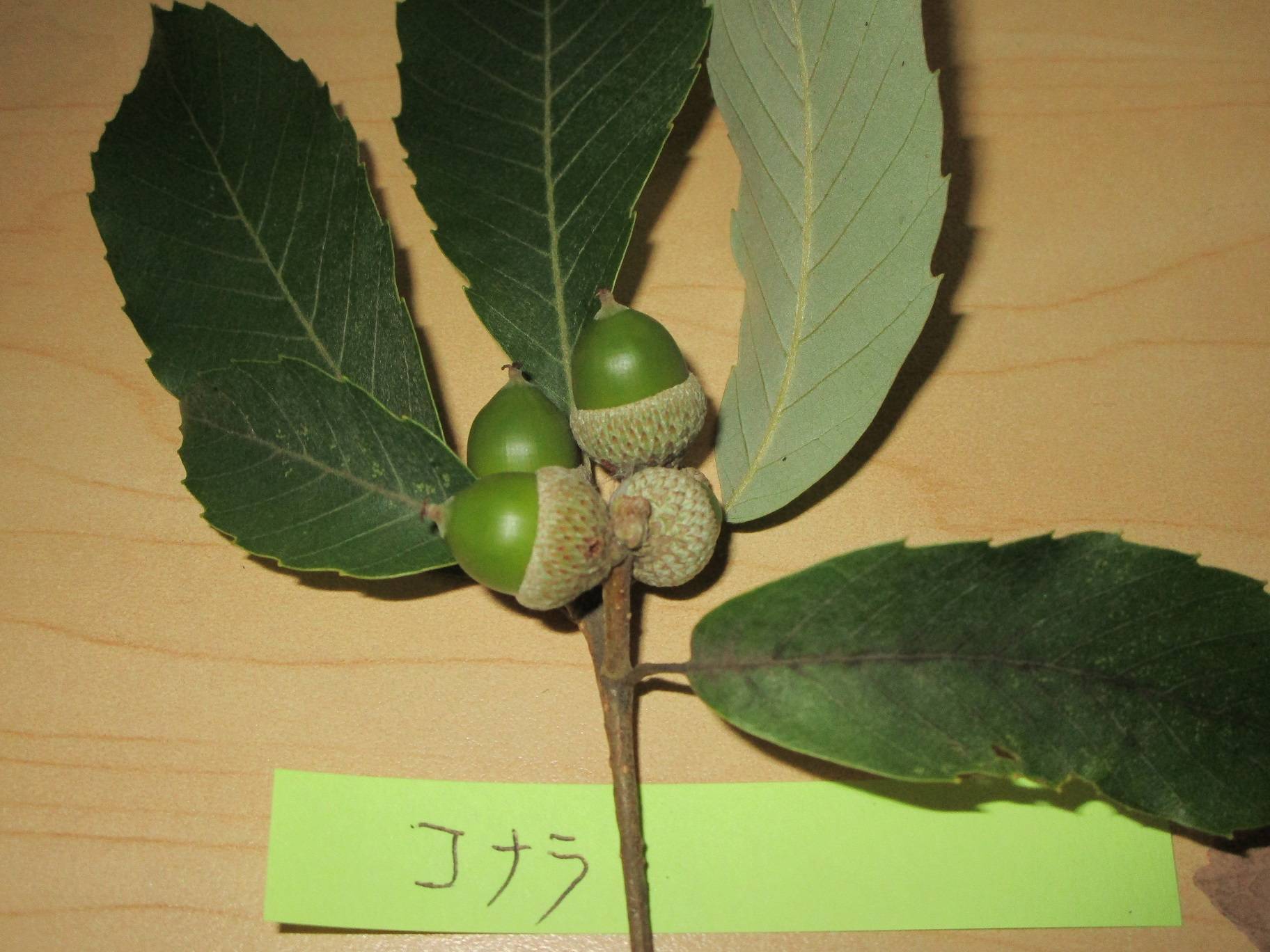 コナラ②.jpg