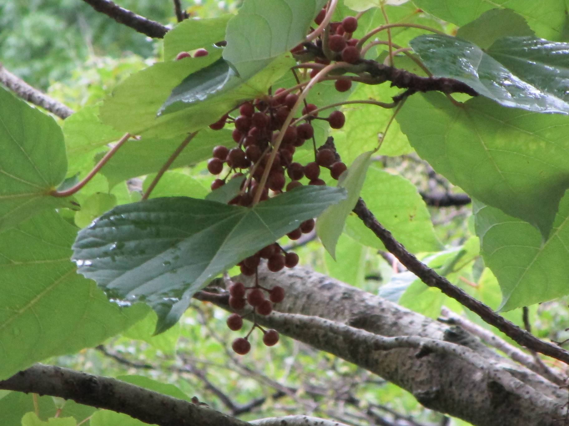 イイギリ (3).jpg