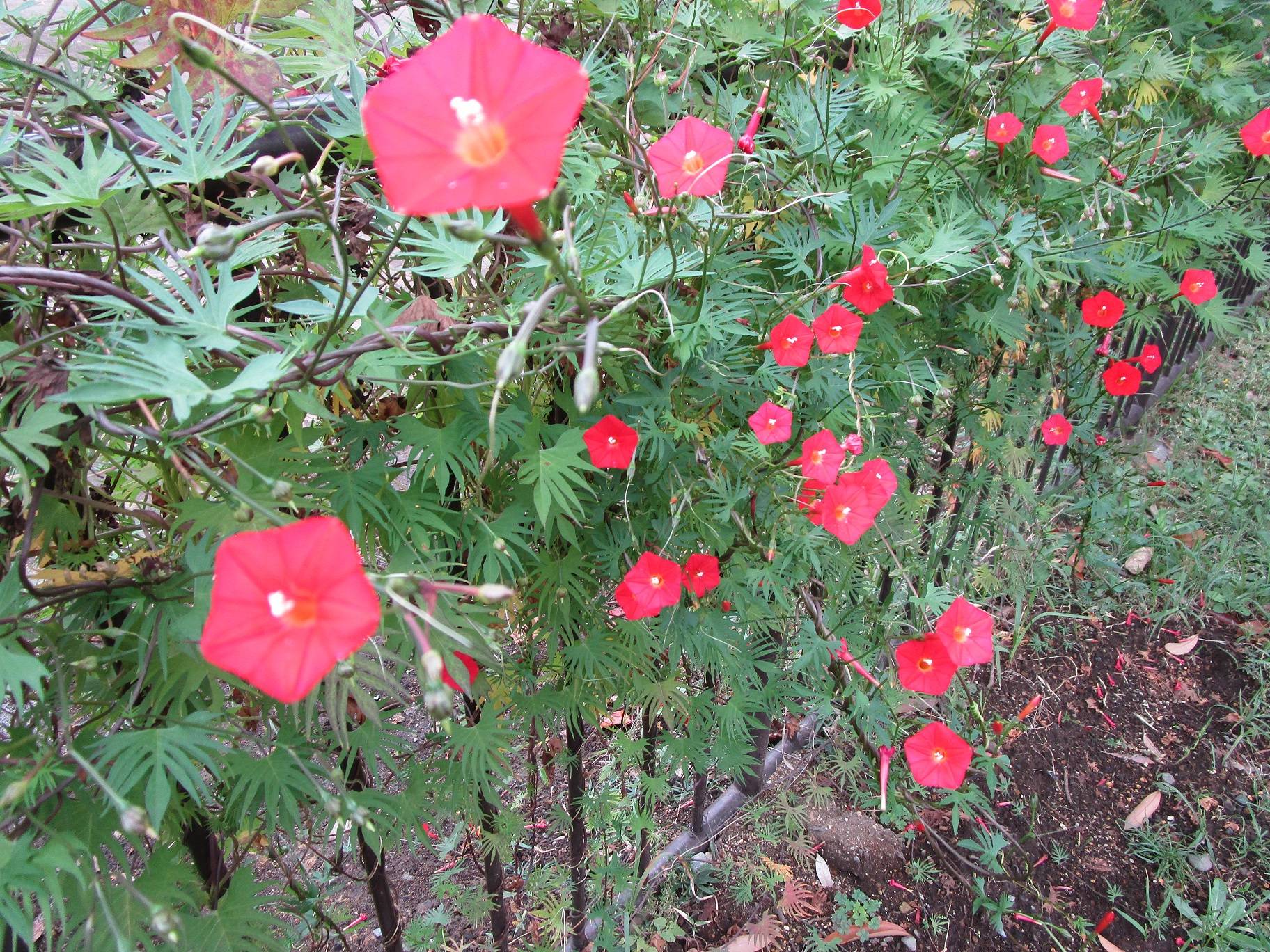 ルコウソウ (2).jpg