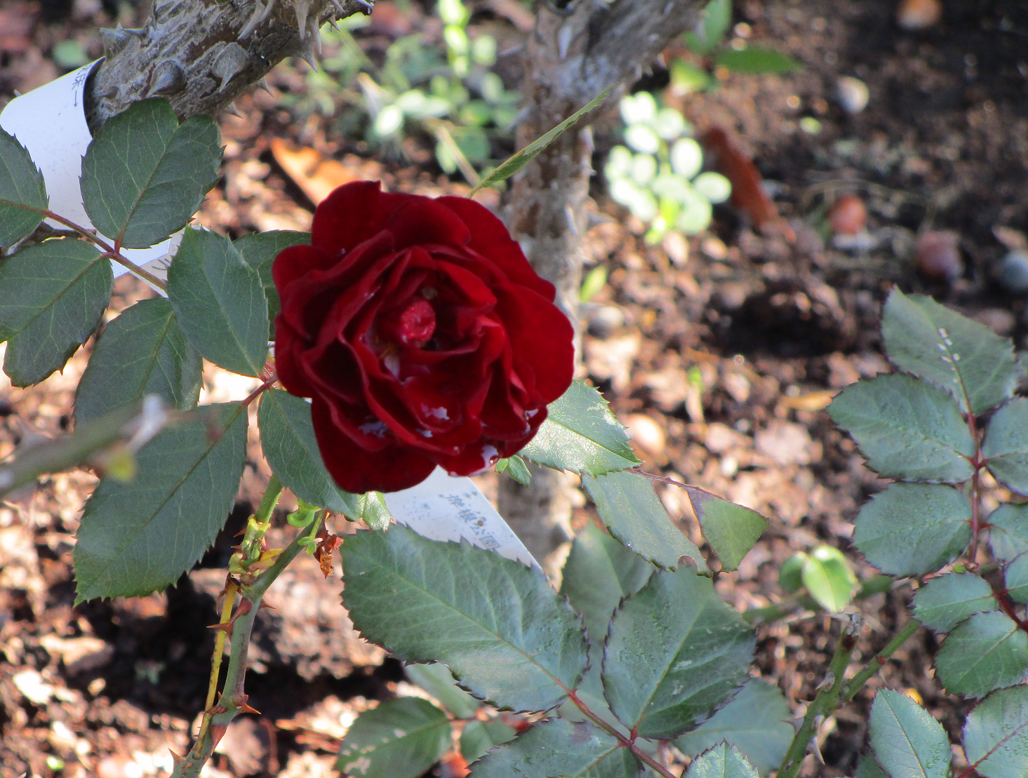 アキバラ (1).png