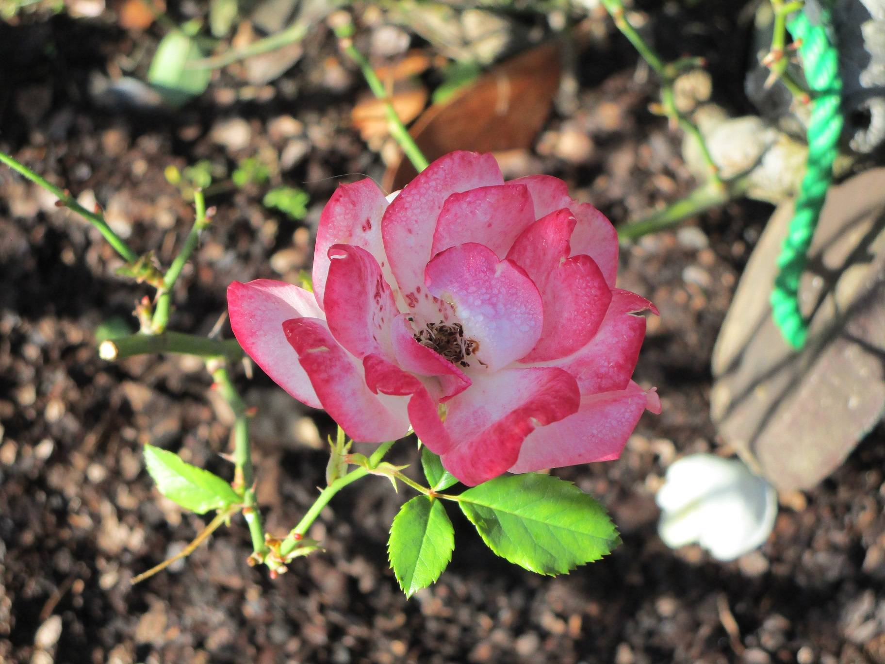 アキバラ (2).jpg