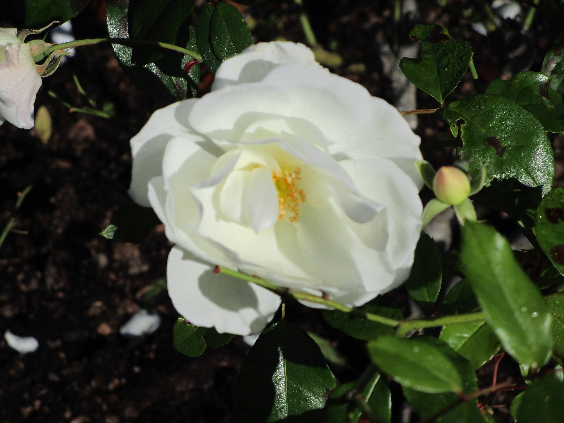 アキバラ (3).jpg