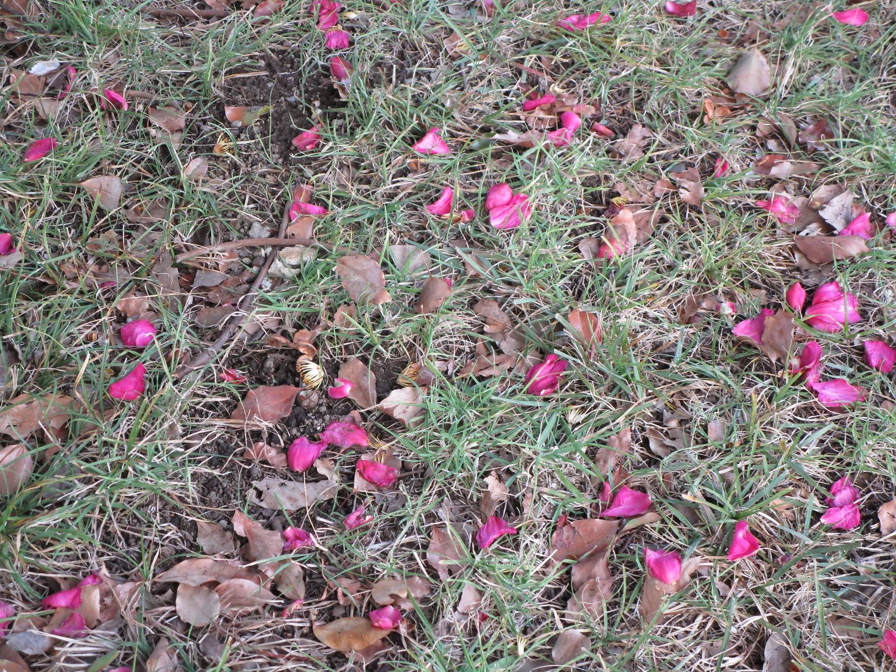 山茶花（さざんか）の花|｜ブログ|岸根公園公式サイト｜公益財団