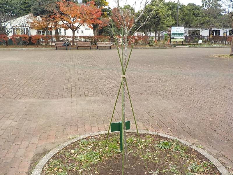 アオダモ (4).jpg