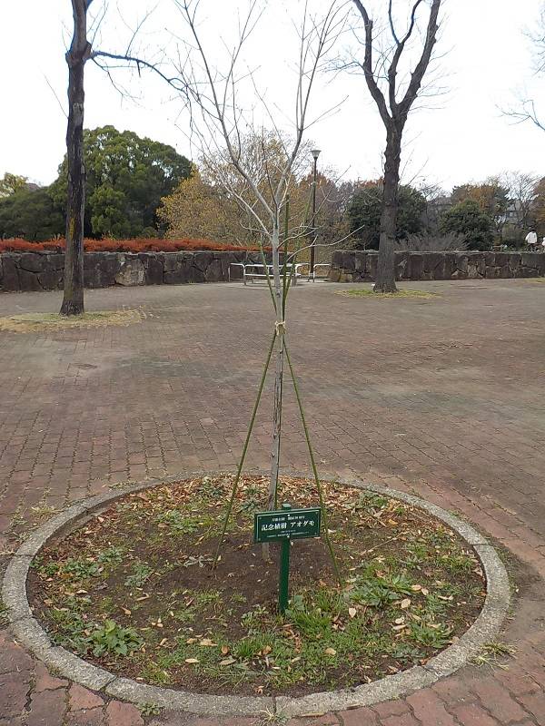 アオダモ (2).jpg