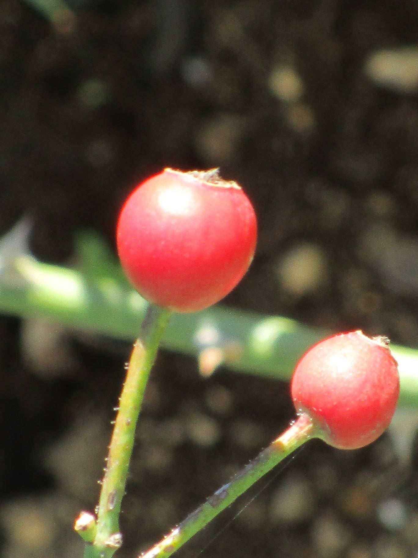 ローズヒップ (2).jpg