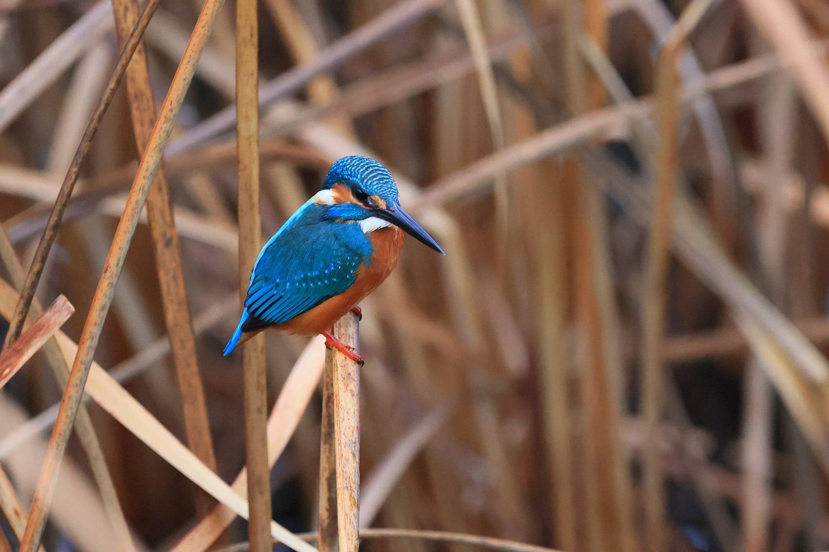 カワセミ (2).jpg