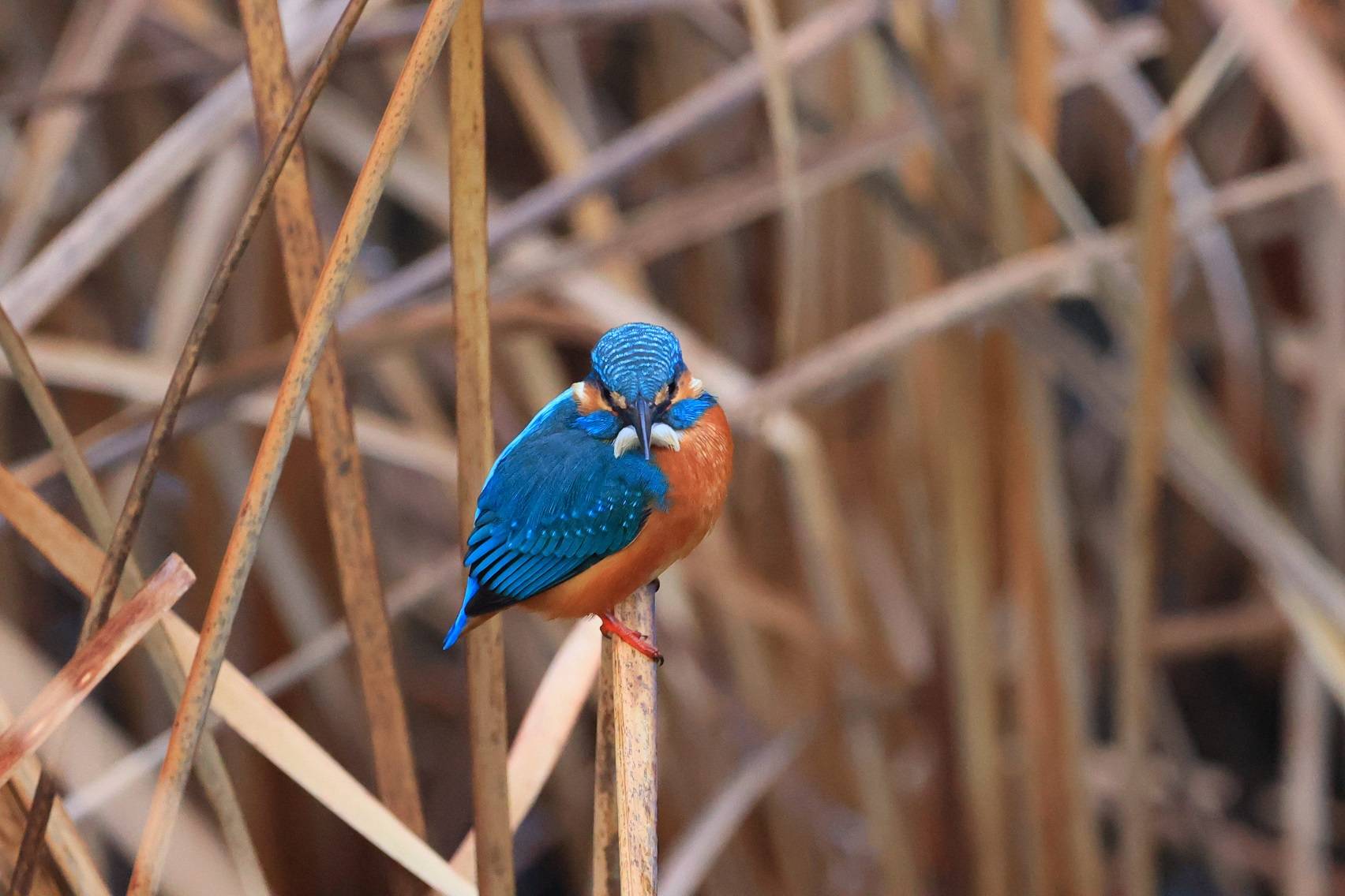 カワセミ (3).jpg