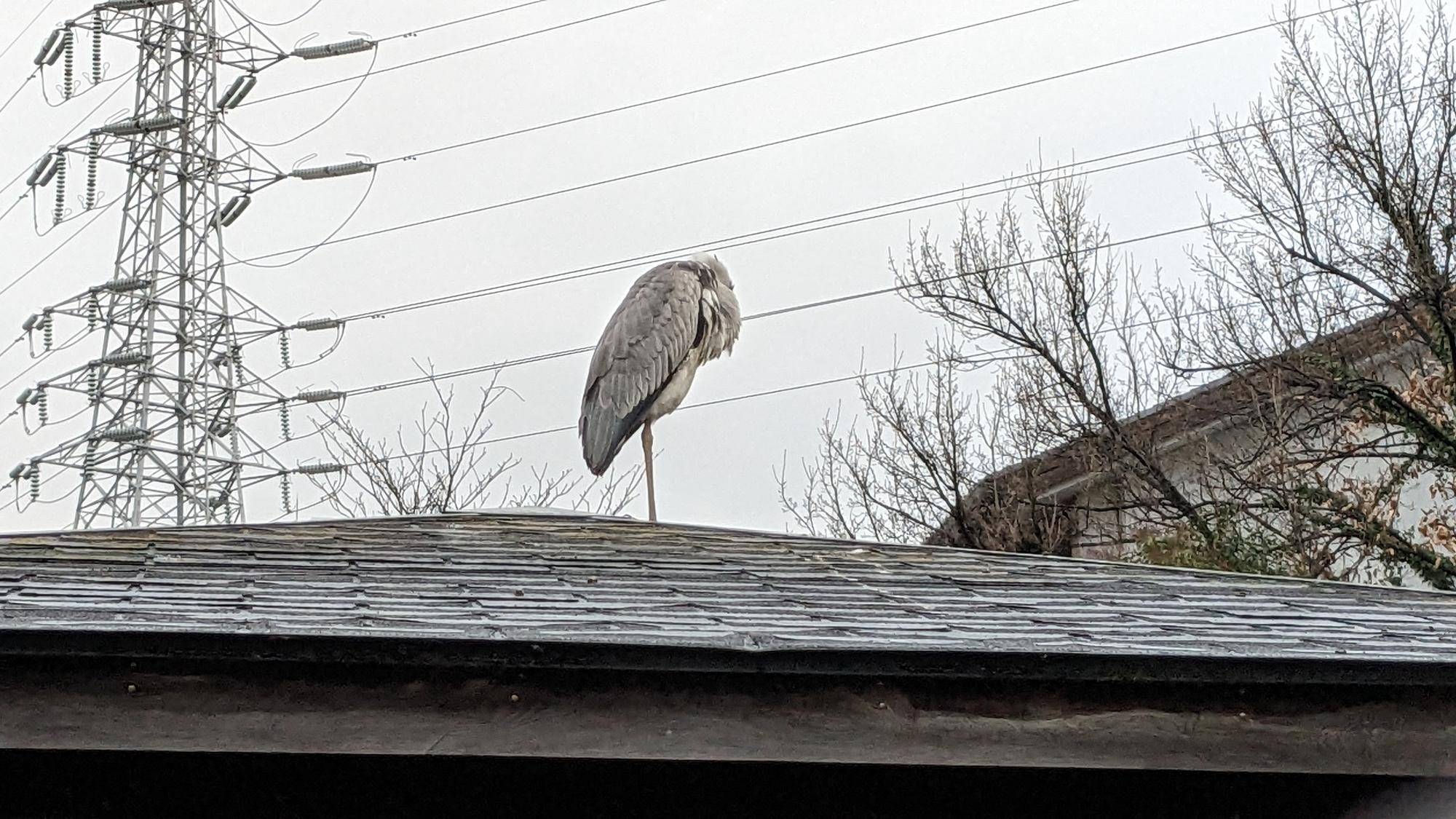 アオサギ (1).jpg