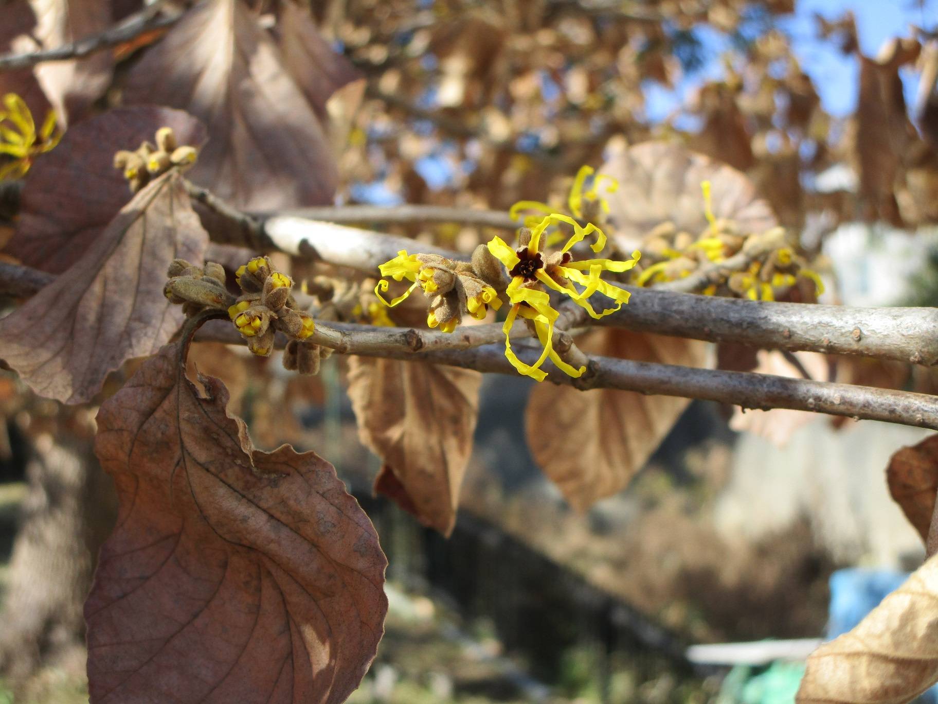 マンサク (2).jpg