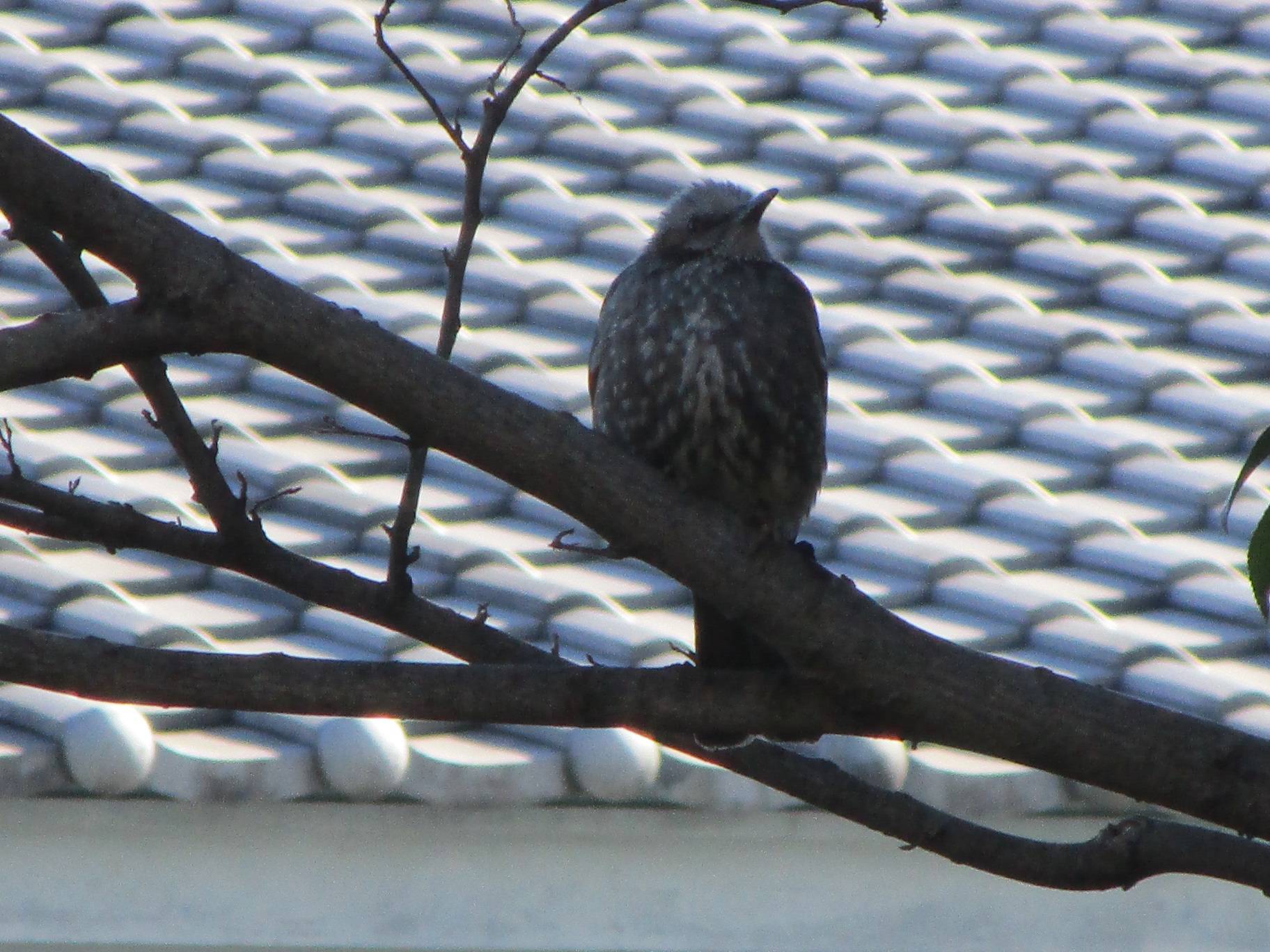 ヒヨドリ (2).jpg