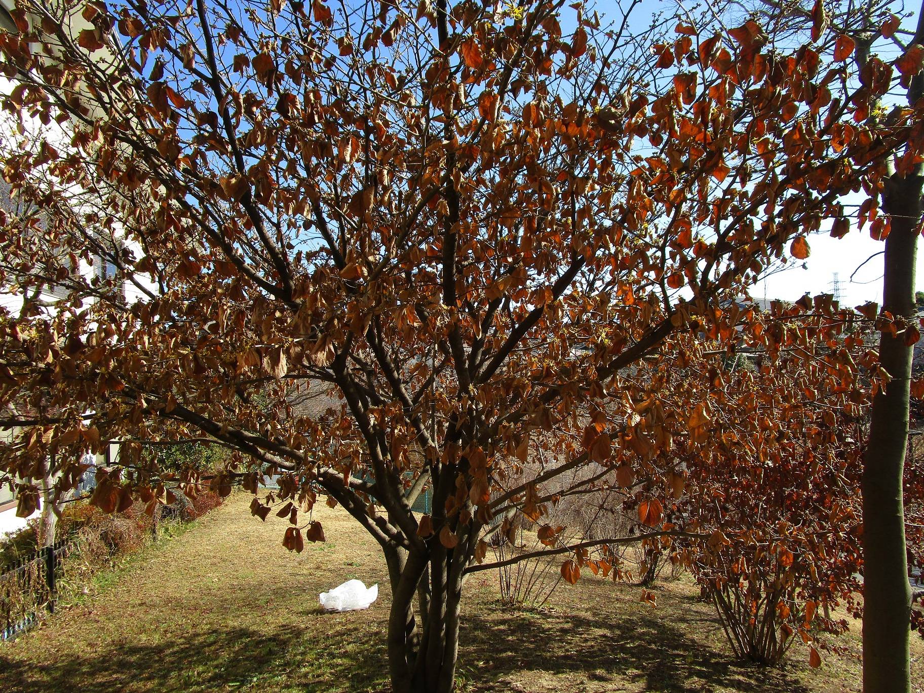 マンサク (3).jpg