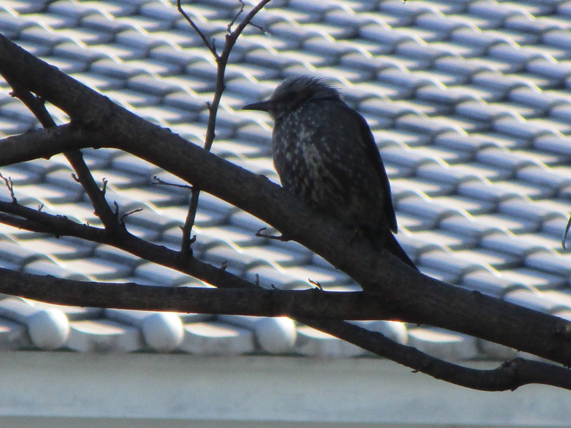 ヒヨドリ (3).jpg