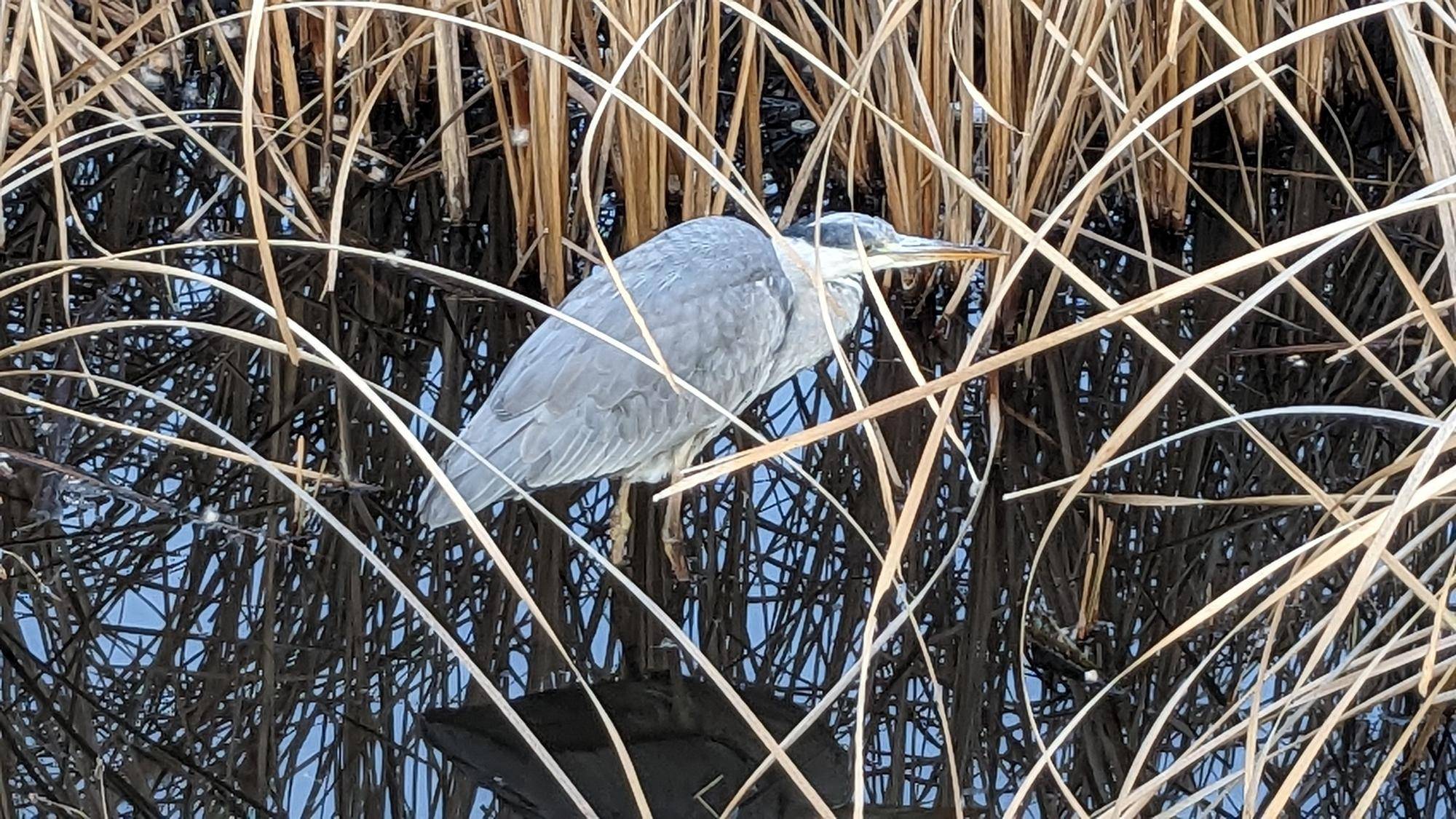 アオサギ (3).jpg