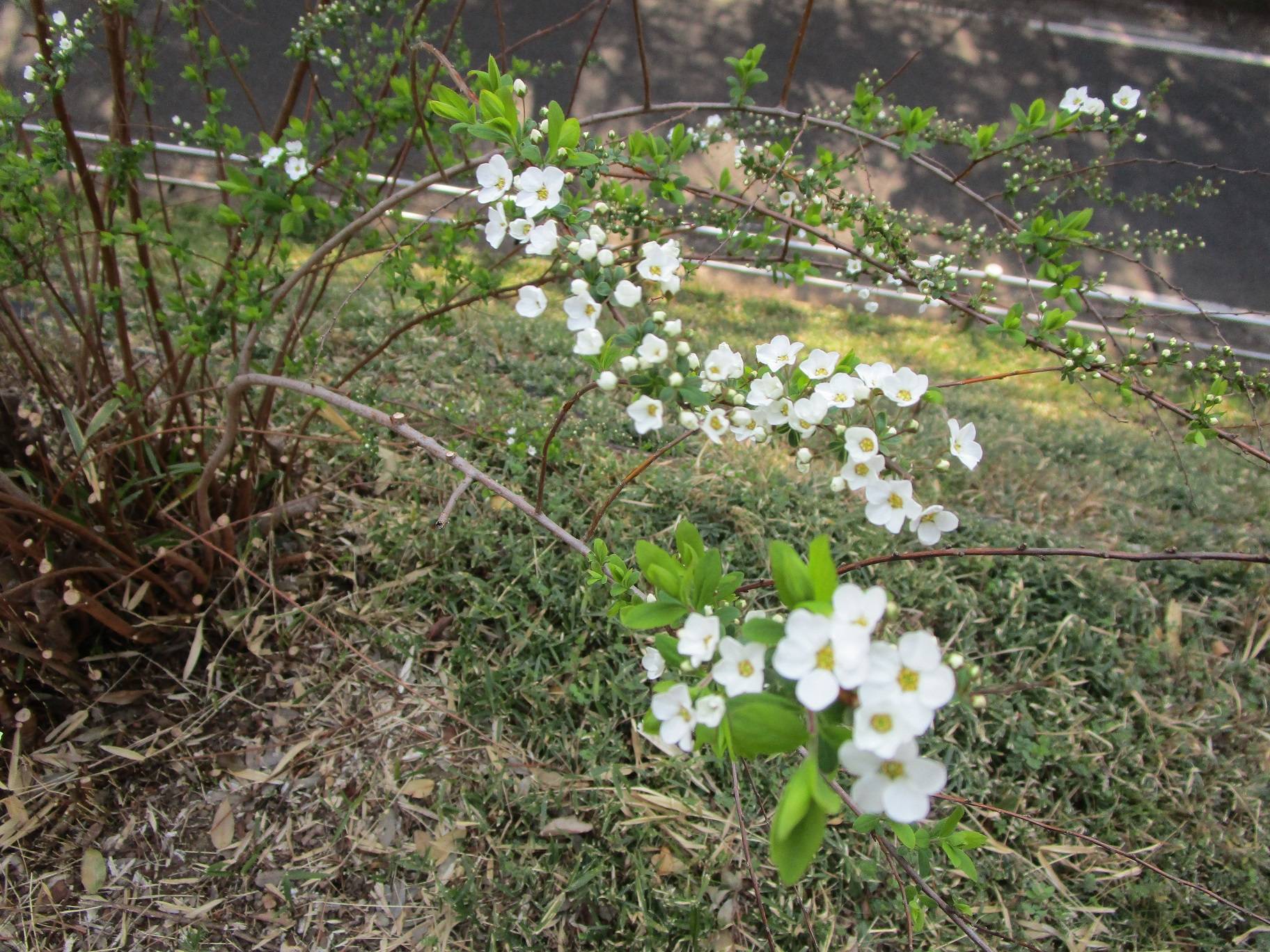 ユキヤナギ (2).jpg